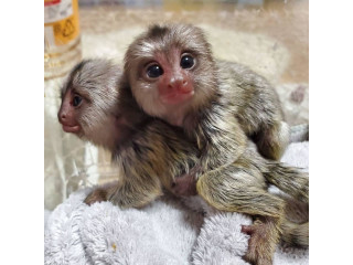 Minunata maimuță marmoset pentru adopție