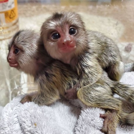 minunata-maimuta-marmoset-pentru-adoptie-big-1