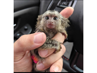 Maimuță marmoset îmblânzită manual pentru adopție