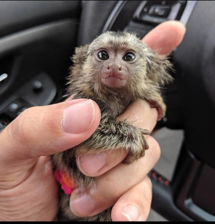 maimuta-marmoset-imblanzita-manual-pentru-adoptie-big-1