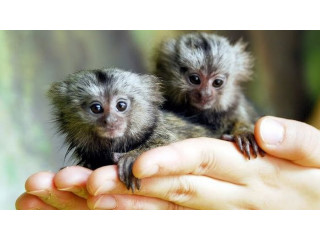 Pui de maimuță marmoset cu două degete de vânzare
