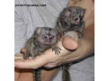 cu-degete-prietenoase-pui-de-maimuta-marmoset-de-vanzare-small-0