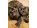 pui-de-maimute-marmoset-remarcabile-de-vanzare-small-0