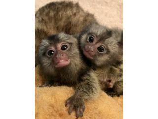 Pui de maimuțe marmoset remarcabile de vânzare