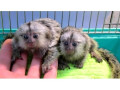 pui-de-maimuta-marmoset-cu-degete-socializate-de-vanzare-small-0