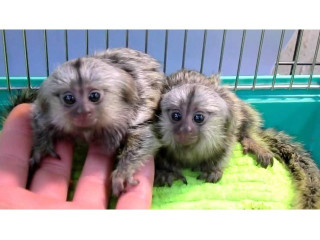 Pui de maimuță marmoset cu degete socializate de vânzare
