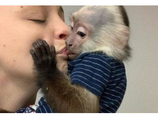 Prietenoase pui de maimuțe capucin de vânzare