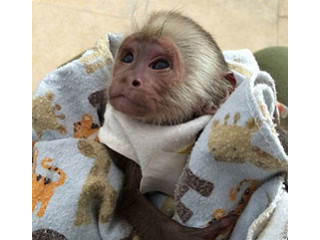 De vânzare magnifice pui de maimuțe capucin