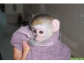 uimitoare-maimuta-capucina-small-0