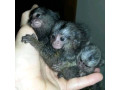 maimuta-marmoset-fermecatoare-disponibila-small-1