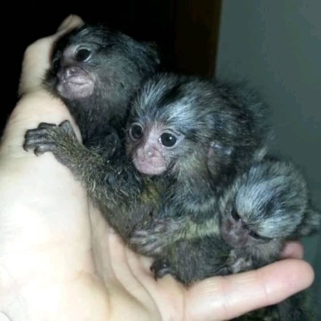 maimuta-marmoset-fermecatoare-disponibila-big-0