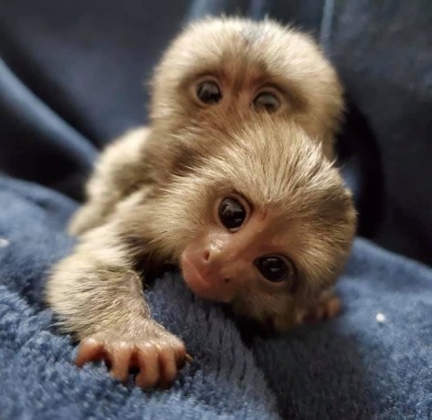 frumoase-maimute-marmoset-disponibile-big-1