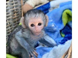 Minunată maimuță Capucină minunată pentru adopție