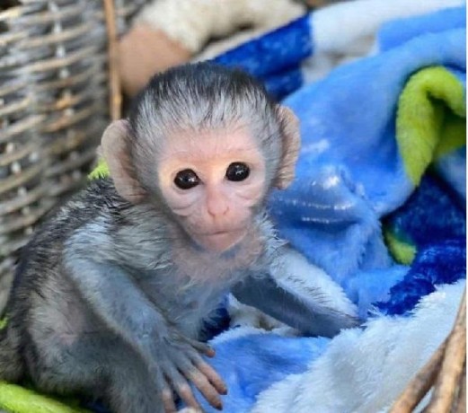 minunata-maimuta-capucina-minunata-pentru-adoptie-big-1