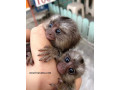 degete-pui-marmoset-maimute-disponibile-small-0