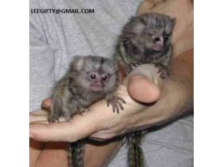 Sunt disponibile puii de maimuțe marmoset cu degete sănătoase