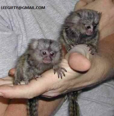 sunt-disponibile-puii-de-maimute-marmoset-cu-degete-sanatoase-big-0