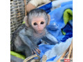 de-vanzare-pui-sanatos-de-maimute-cu-gluga-small-0