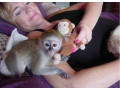 maimuta-capucina-adorabila-pentru-adoptie-small-0