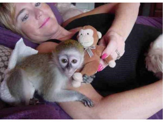 Maimuță Capucină adorabilă pentru adopție