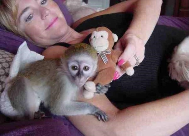 maimuta-capucina-adorabila-pentru-adoptie-big-1