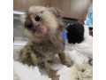 maimute-marmoset-adorabile-de-vanzare-small-2