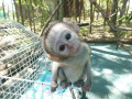 femele-de-maimuta-capucina-sunt-disponibile-small-1