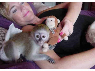 Maimuțe marmoset masculi și femele de vânzare