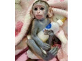 maimuta-capucina-crescuta-la-domiciliu-pentru-adoptie-small-1