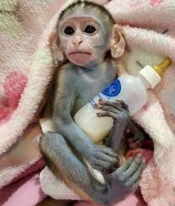 maimuta-capucina-crescuta-la-domiciliu-pentru-adoptie-big-1