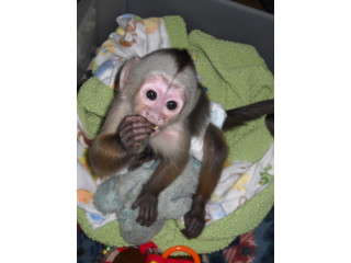 Maimuță capucină de vânzare