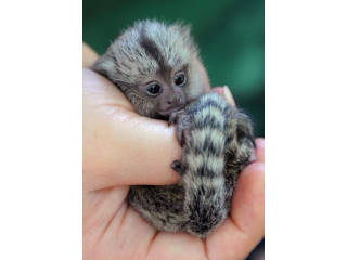 Pui de maimuță marmoset cu degete socializate de vânzare