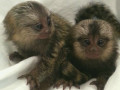 pui-de-maimuta-marmoset-cu-degete-socializate-de-vanzare-small-0