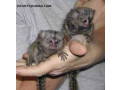 pui-de-maimute-marmoset-remarcabile-de-vanzare-small-0