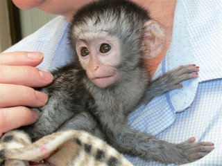 Pui de maimuță capucină de 9 săptămâni de vânzare