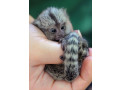 pui-de-maimuta-marmoset-cu-degete-active-de-vanzare-small-0