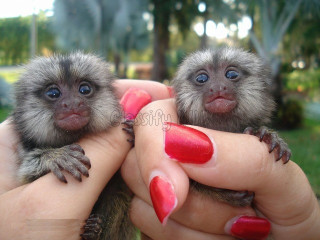 Pui de maimuțe marmoset degete de vânzare