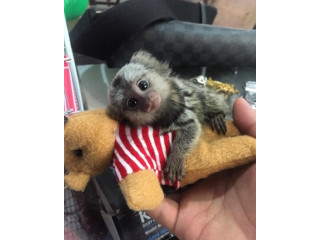 Pui de maimuțe marmoset cu degete inteligente de vânzare