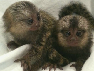 De vânzare pui de maimuțe marmoset dresate