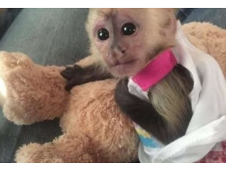 De vânzare pui de maimuță capucină în vârstă de 9 săptămâni
