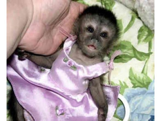De vânzare pui de maimuță capucină în vârstă de 9 săptămâni avem