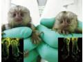 pygmy-marmoset-monkey-available-small-0