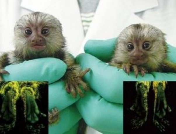 pygmy-marmoset-monkey-available-big-0