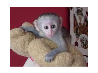 Pui de maimuță capucină jovială de vânzare