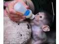 maimute-capucine-talentate-pentru-adoptie-small-1