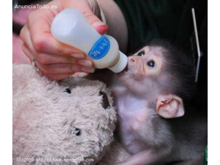 Maimuțe Capucine talentate pentru adopție