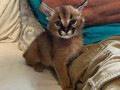 pisici-serval-si-savannah-si-caracal-disponibile-small-0