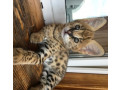 pisici-serval-si-savannah-si-caracal-disponibile-small-1
