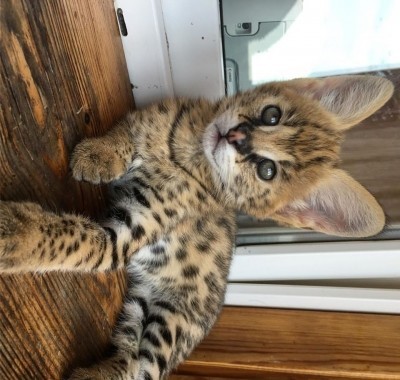 pisici-serval-si-savannah-si-caracal-disponibile-big-1