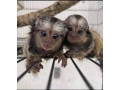 masculi-si-femele-maimute-marmoset-de-vanzare-small-1